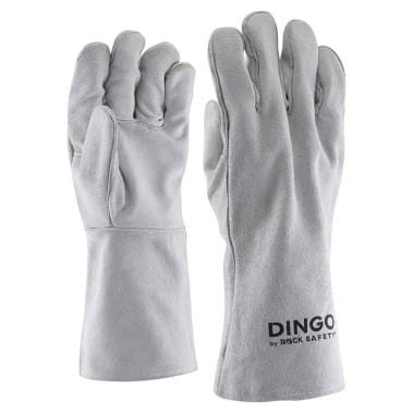 DINGO.jpg